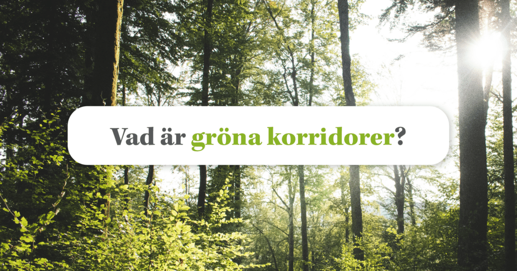 Gröna korridorer: Vägen till en miljövänligare varutransport?